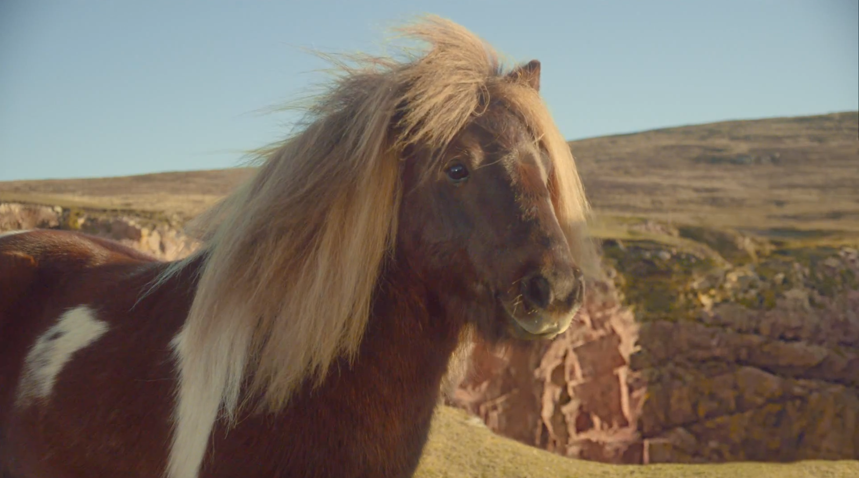 Shetlandsponny, Video, Michael Jackson, VideoExtra